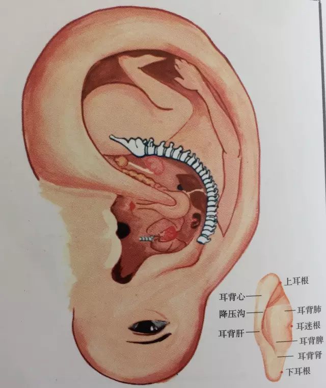 头疗汤配方有哪些药_头疗汤的功效与作用_头疗汤的功效